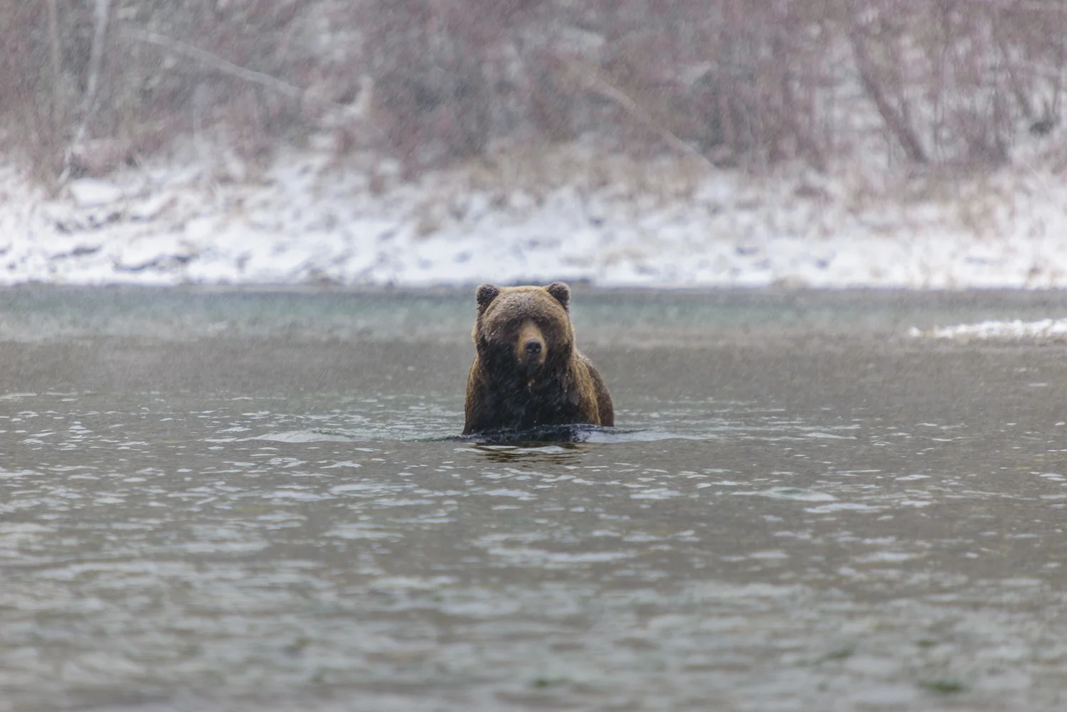Portrait of a Large Male Ice Grizzly