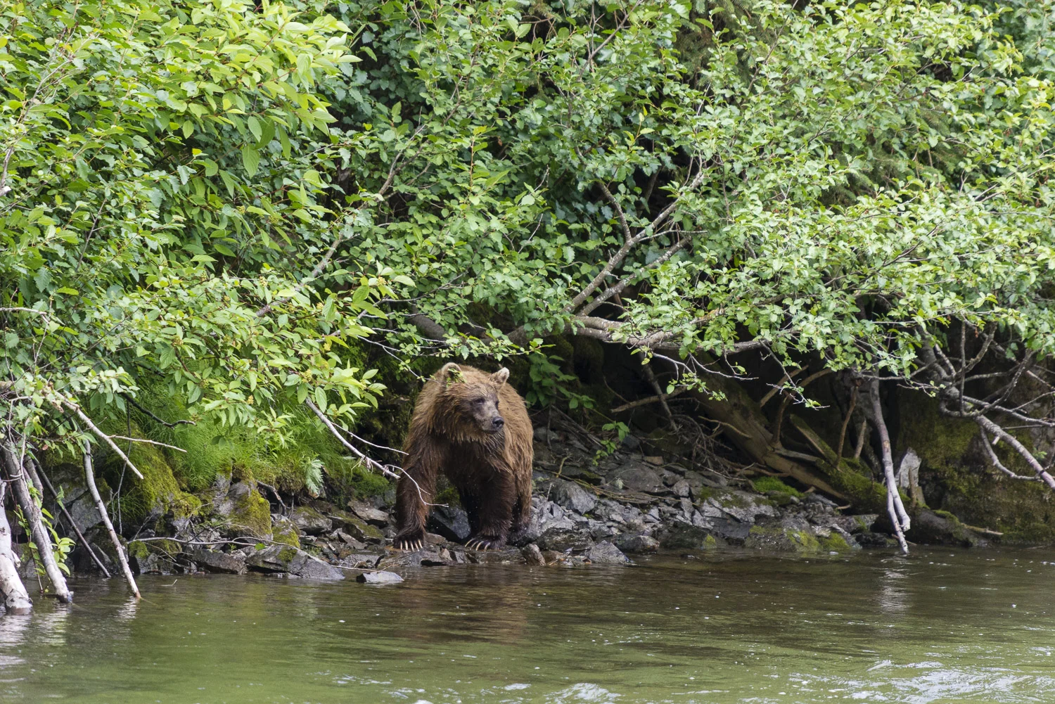 Northern British Columbia, Canada