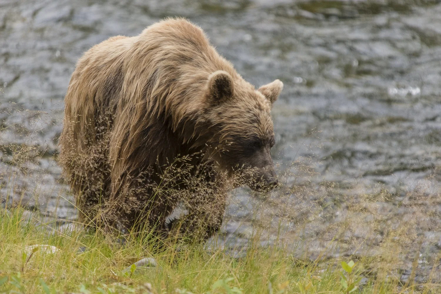 Northern British Columbia, Canada