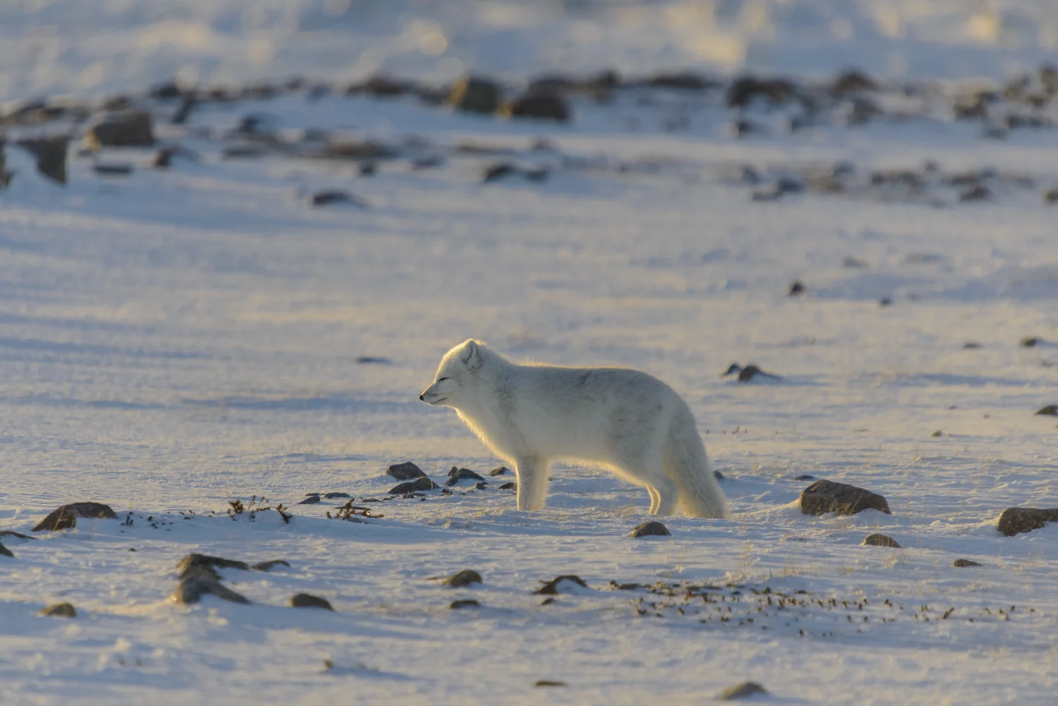 Arctic Fox Facing the Low Arctic Sun