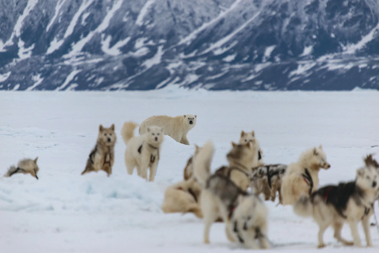 Polar Bear and Inuit Sled Dogs