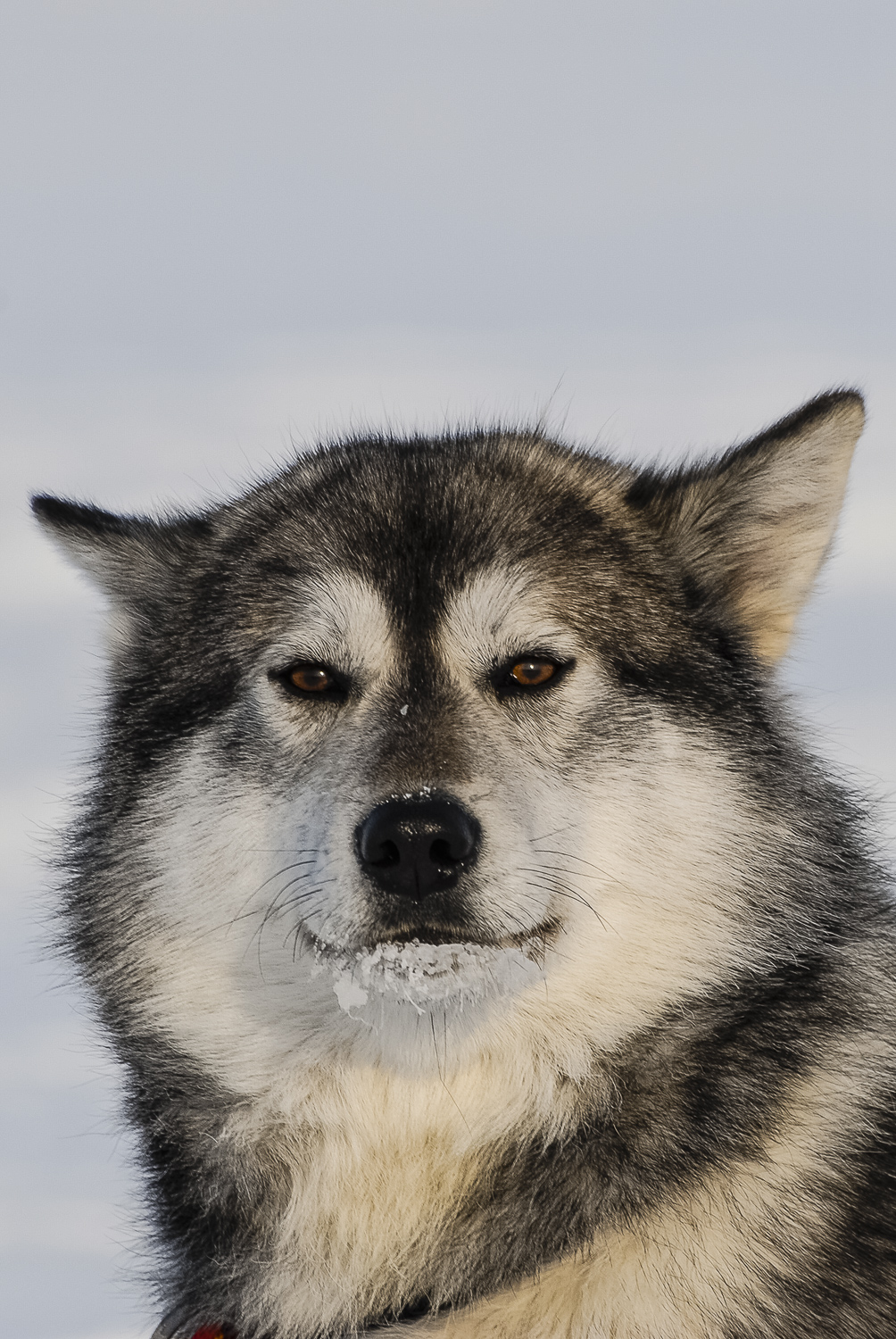 Wise Sled Dog 