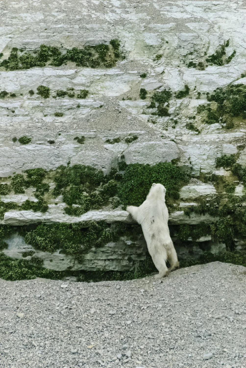 Polar Bear stranded on an Arctic Island Surviving on Scurvy Grass