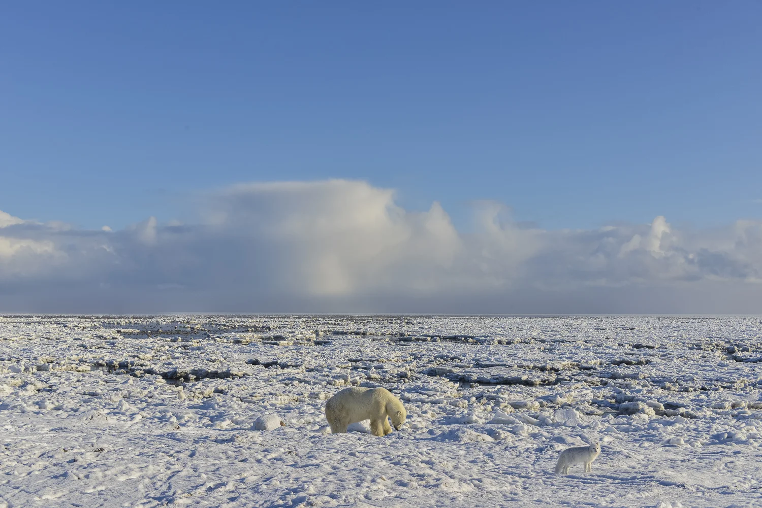 Polar Bear Digging For Clams Accompanied by an Arctic Fox