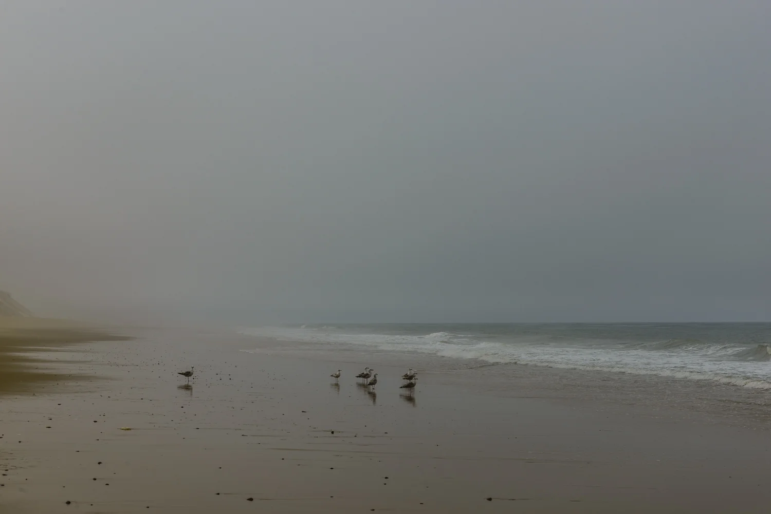 Grounded Gulls on the Great Beach