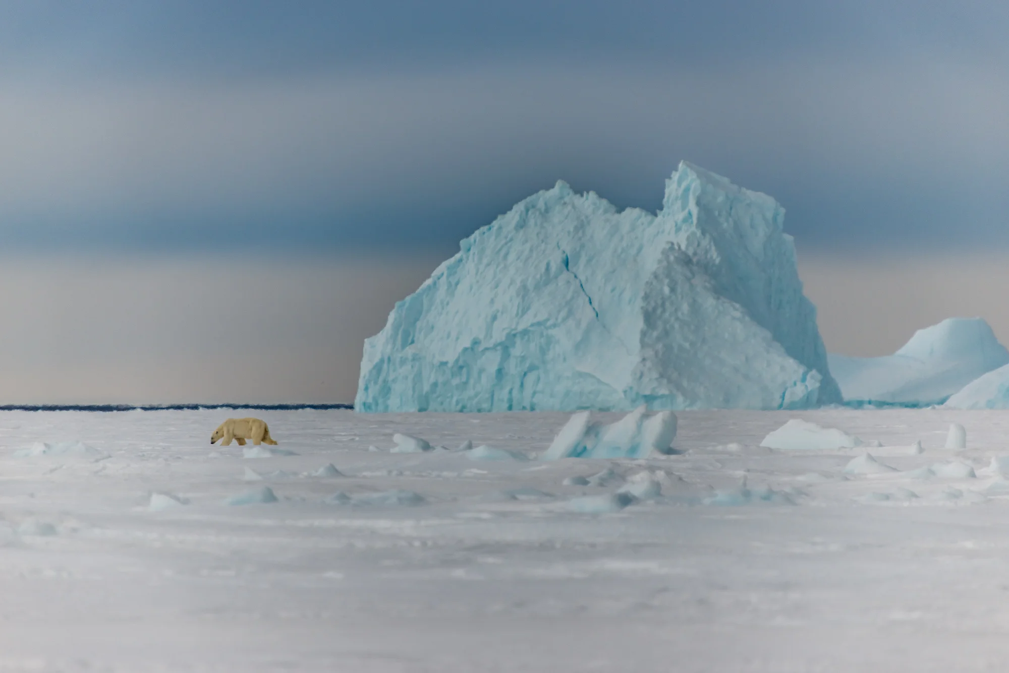 Polar Bear and Iceberg at the Floe Edge
