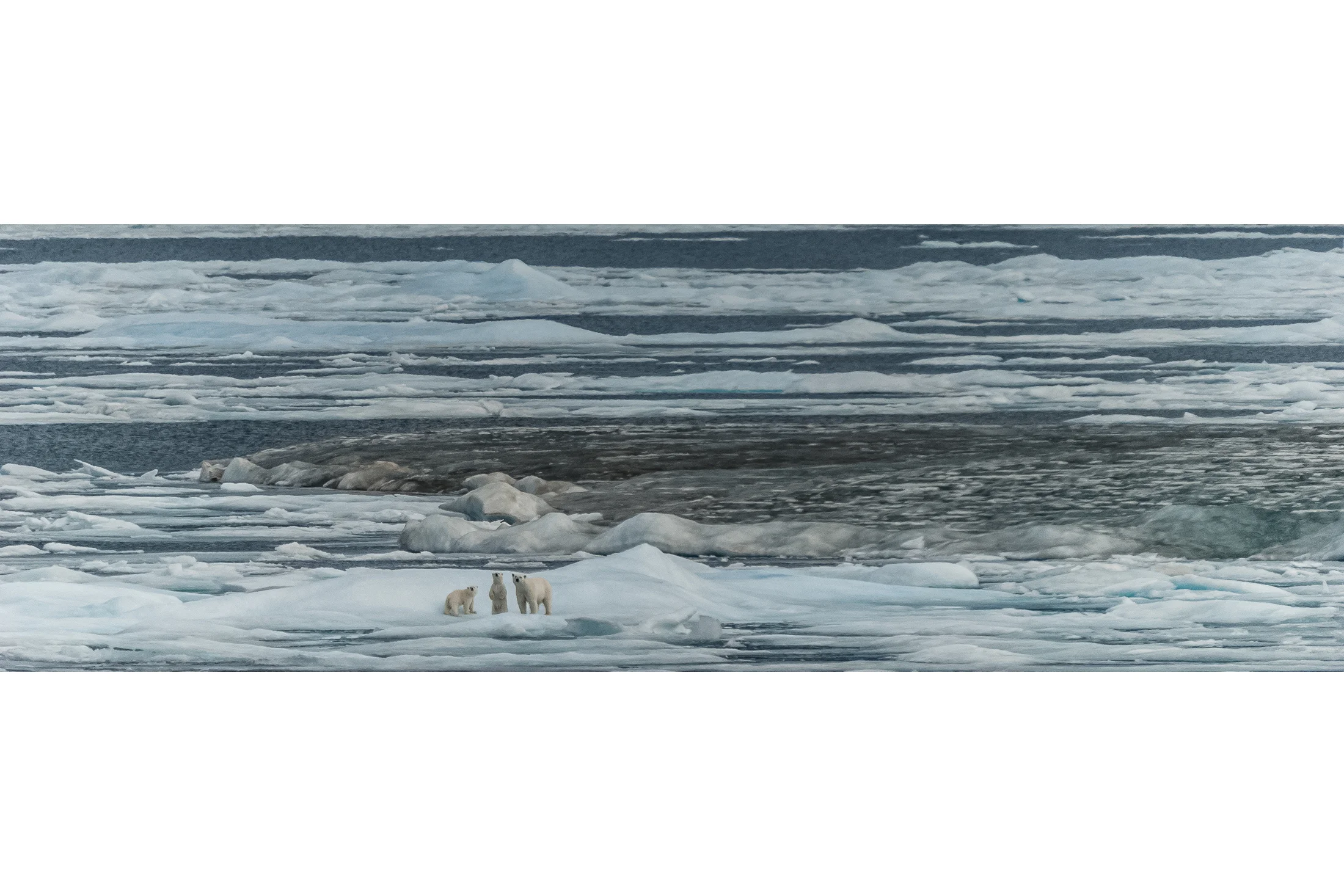 Polar Bear Mother and Cubs on the Melting Ice