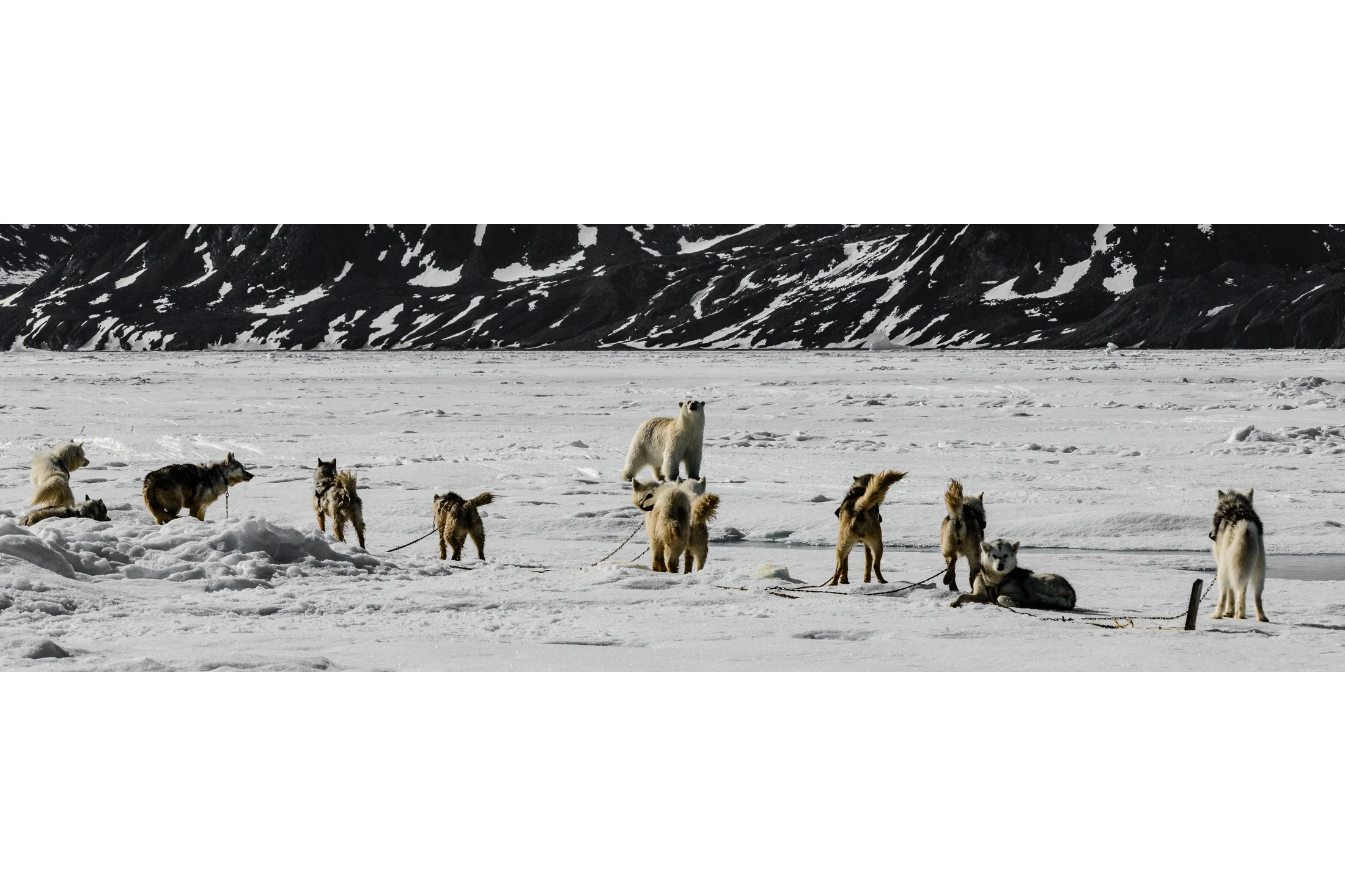 Sled Dogs Sound the Alarm