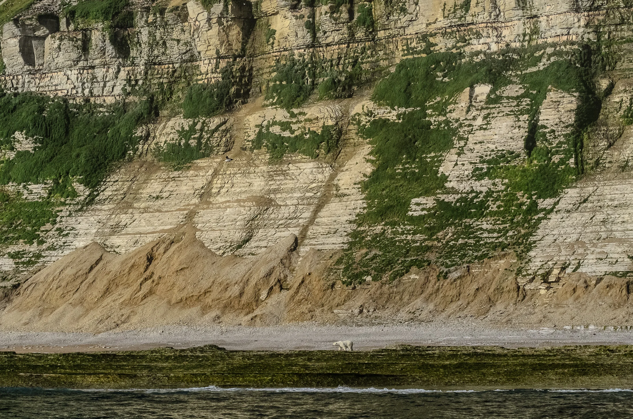 Stranded Polar Bear Beneath Massive Cliffs