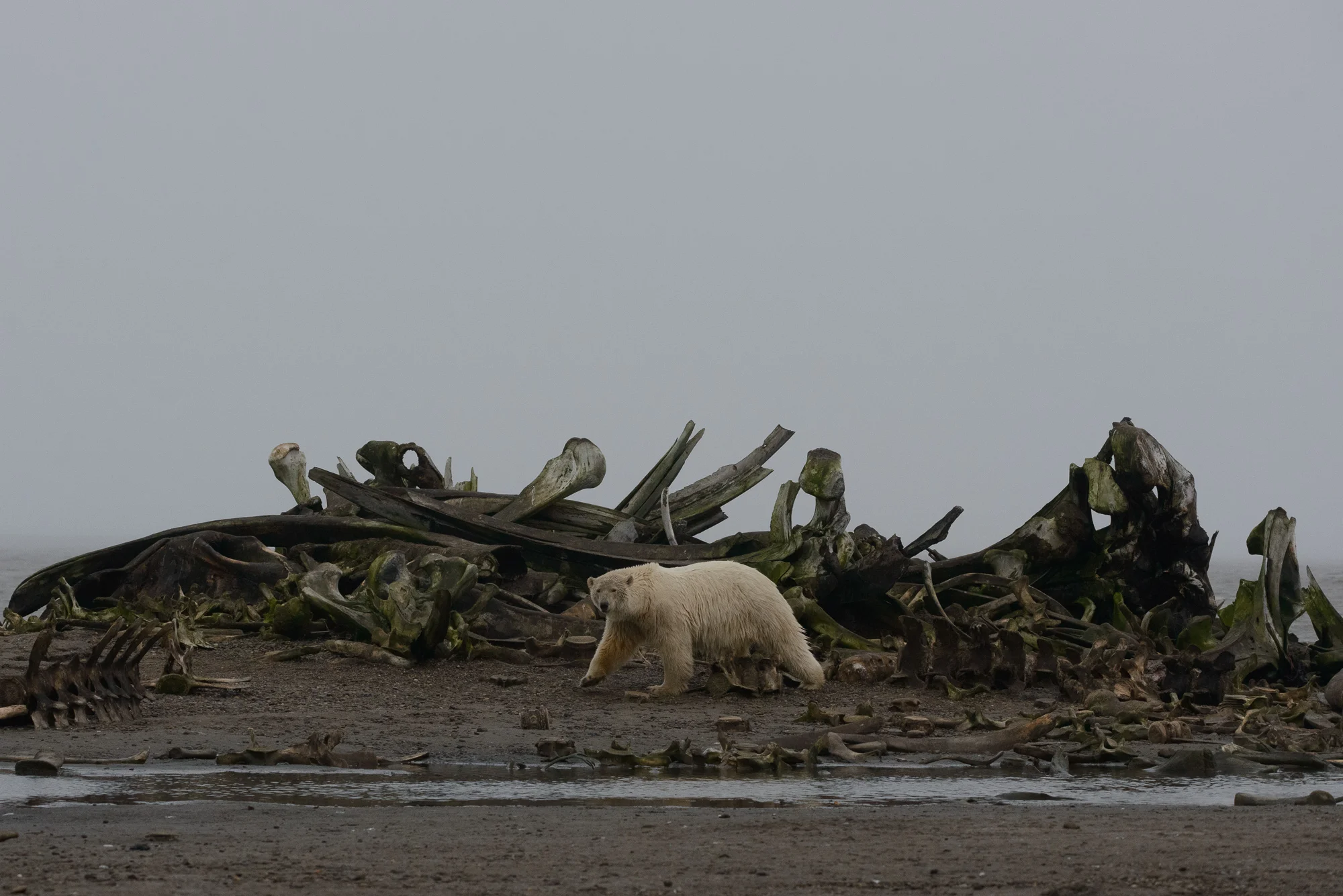 Polar Bear at the Whalebone Pile