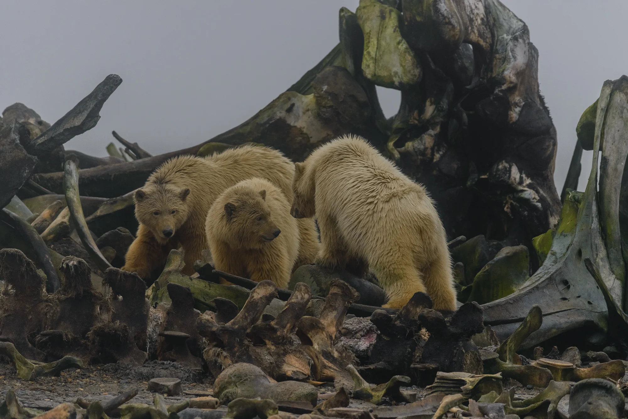 A Trio of Cubs