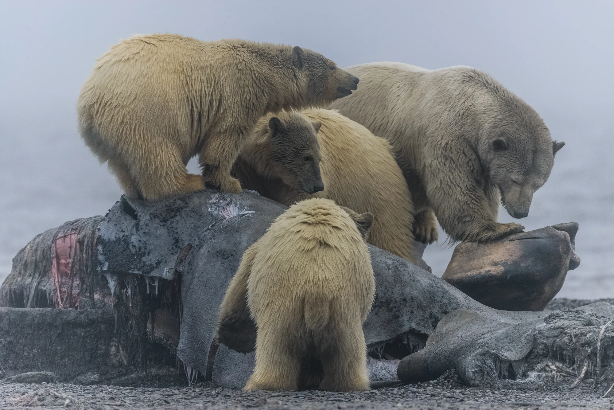 Four Bears