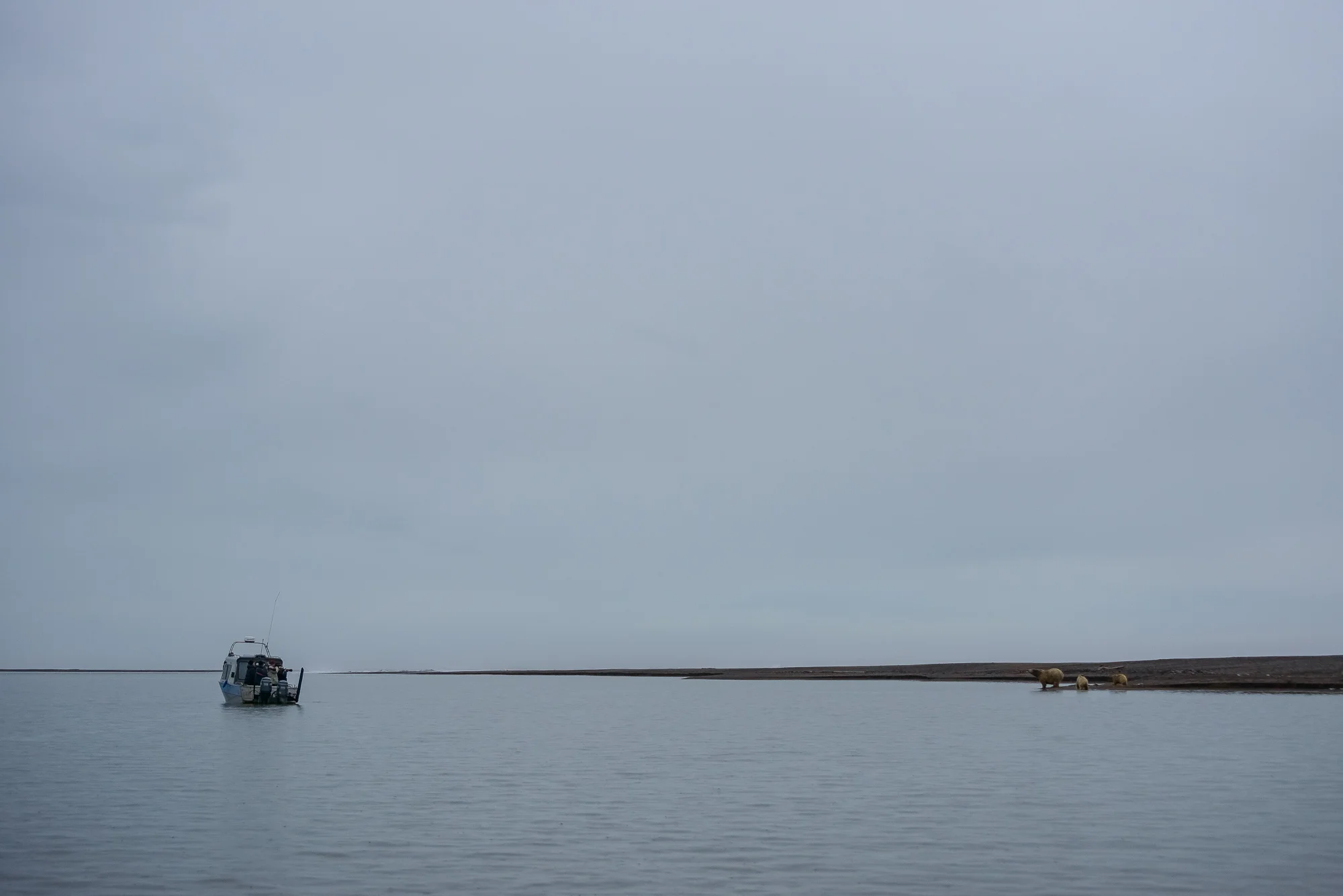 Kaktovik Bears -20.jpg