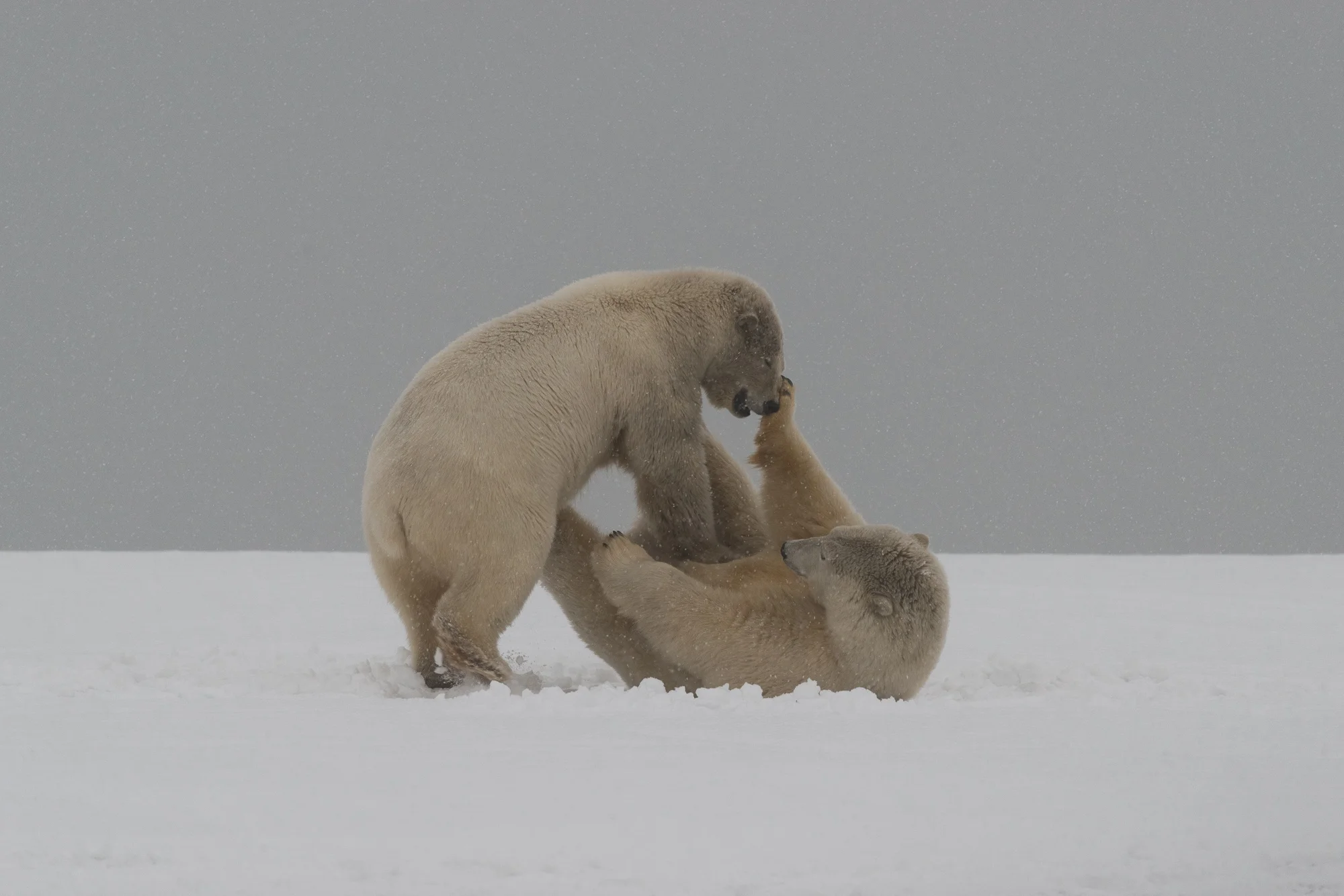 Kaktovik Bears -30.jpg
