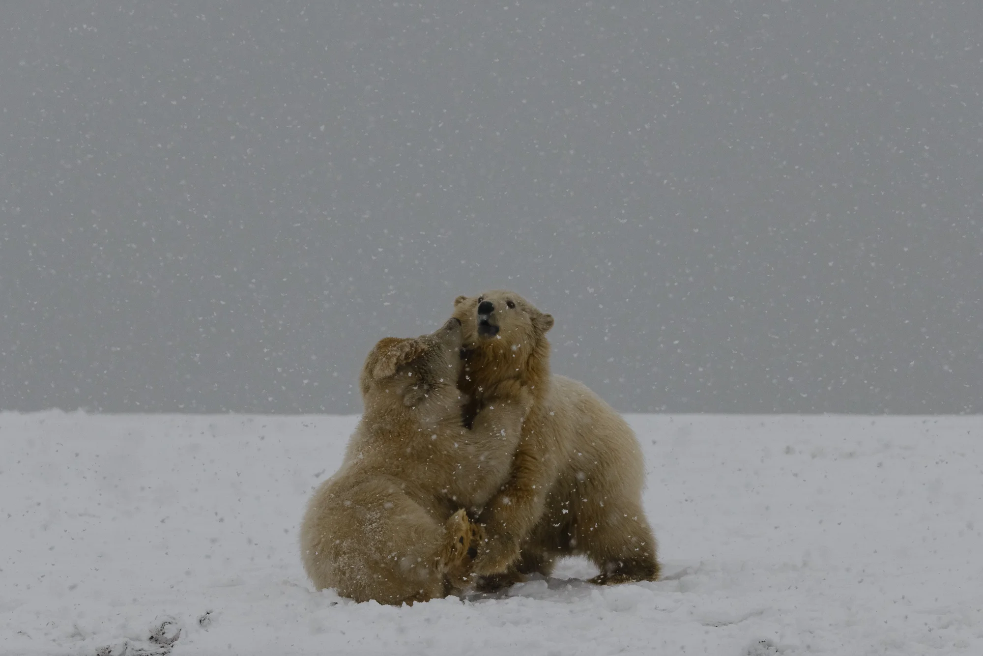 Kaktovik Bears -38.jpg