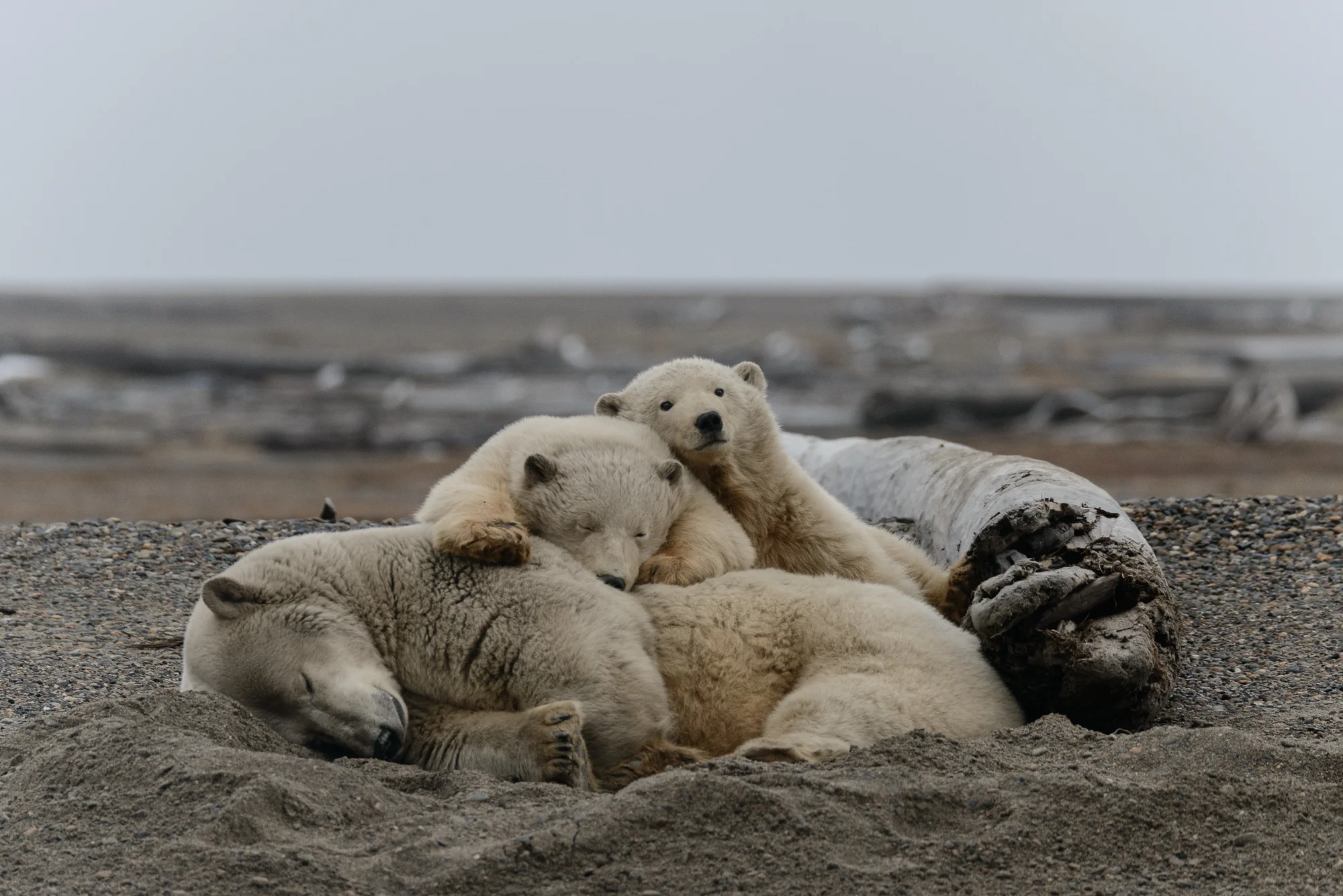 Kaktovik Bears -16.jpg