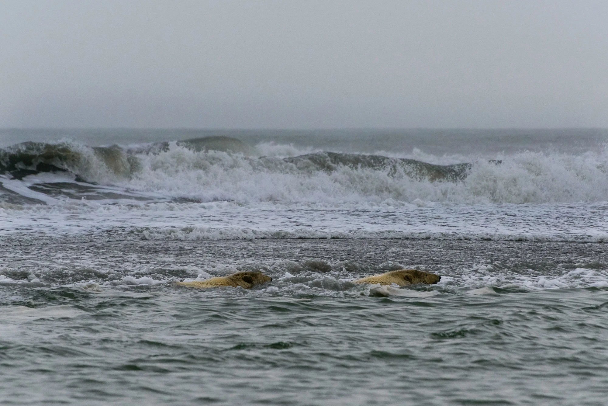 Kaktovik Bears-40.jpg