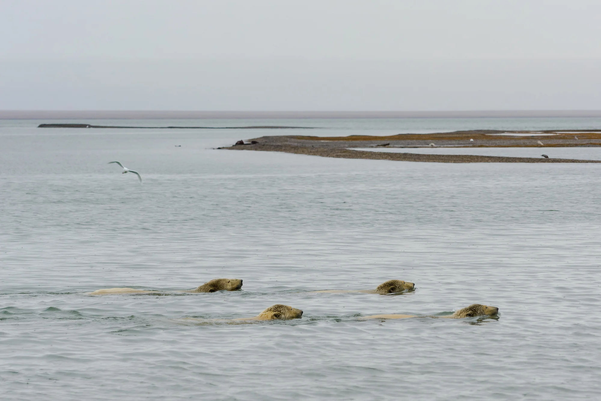 Kaktovik Bears-25.jpg