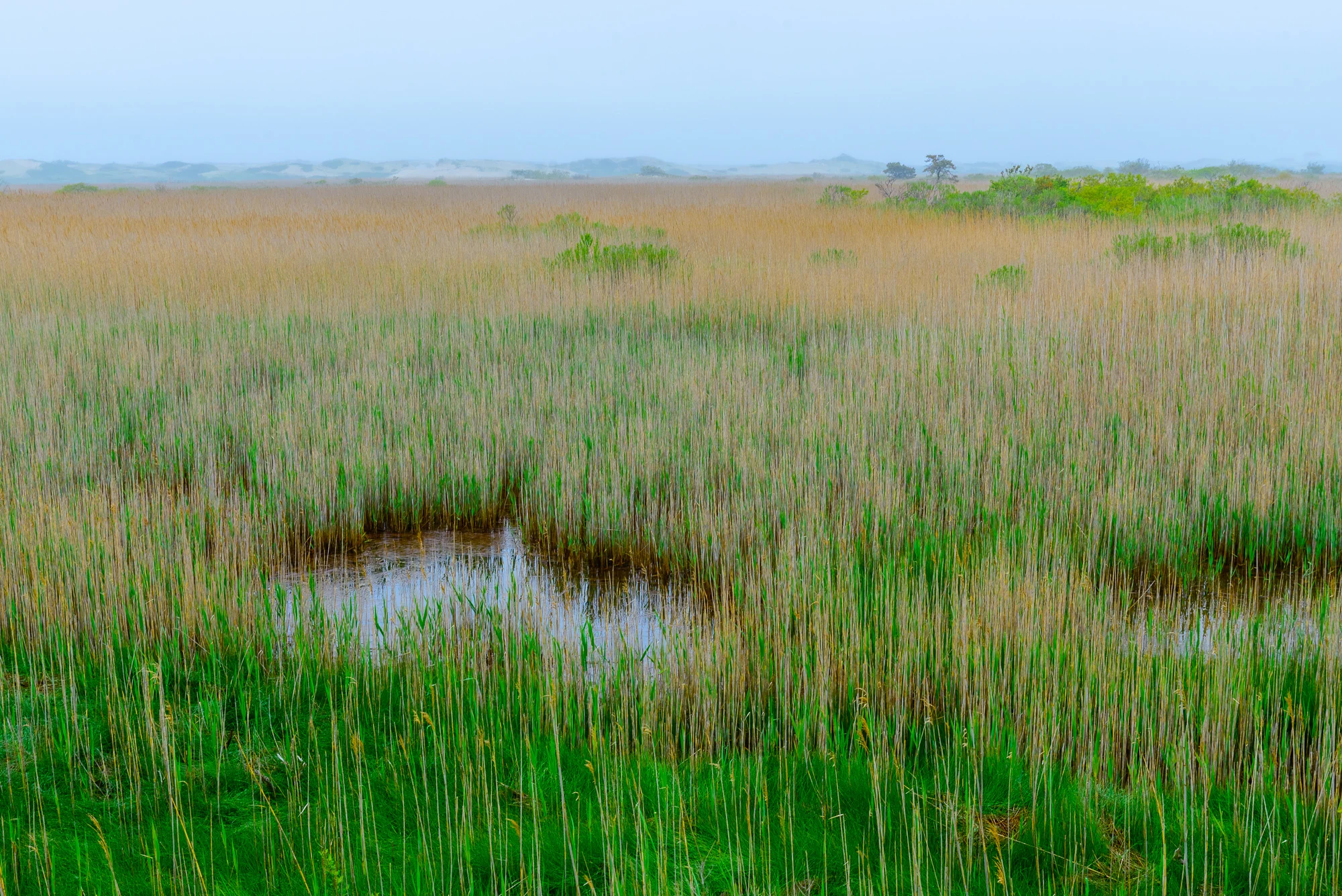 Springtime on the Outer Cape