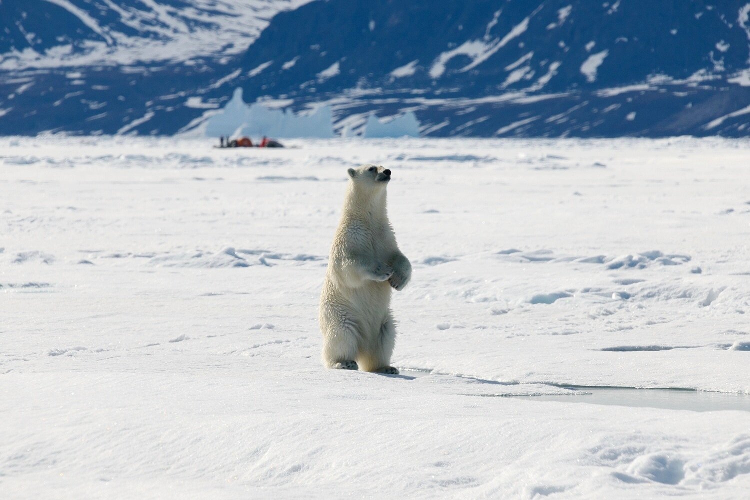 Polar Bear and Inuit Hunting Camp 