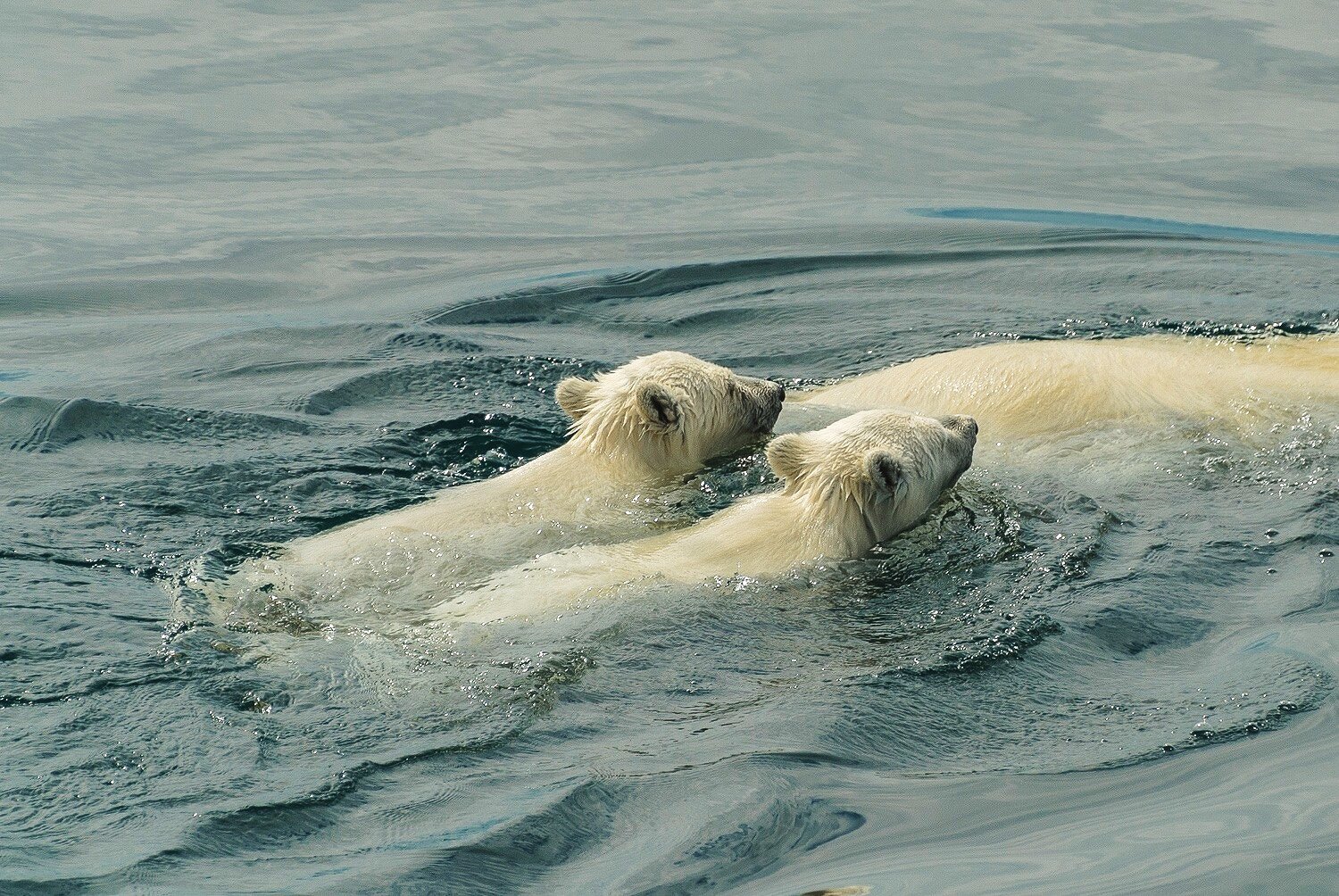 Polar Bear Cubs Swimming With Their Mother 