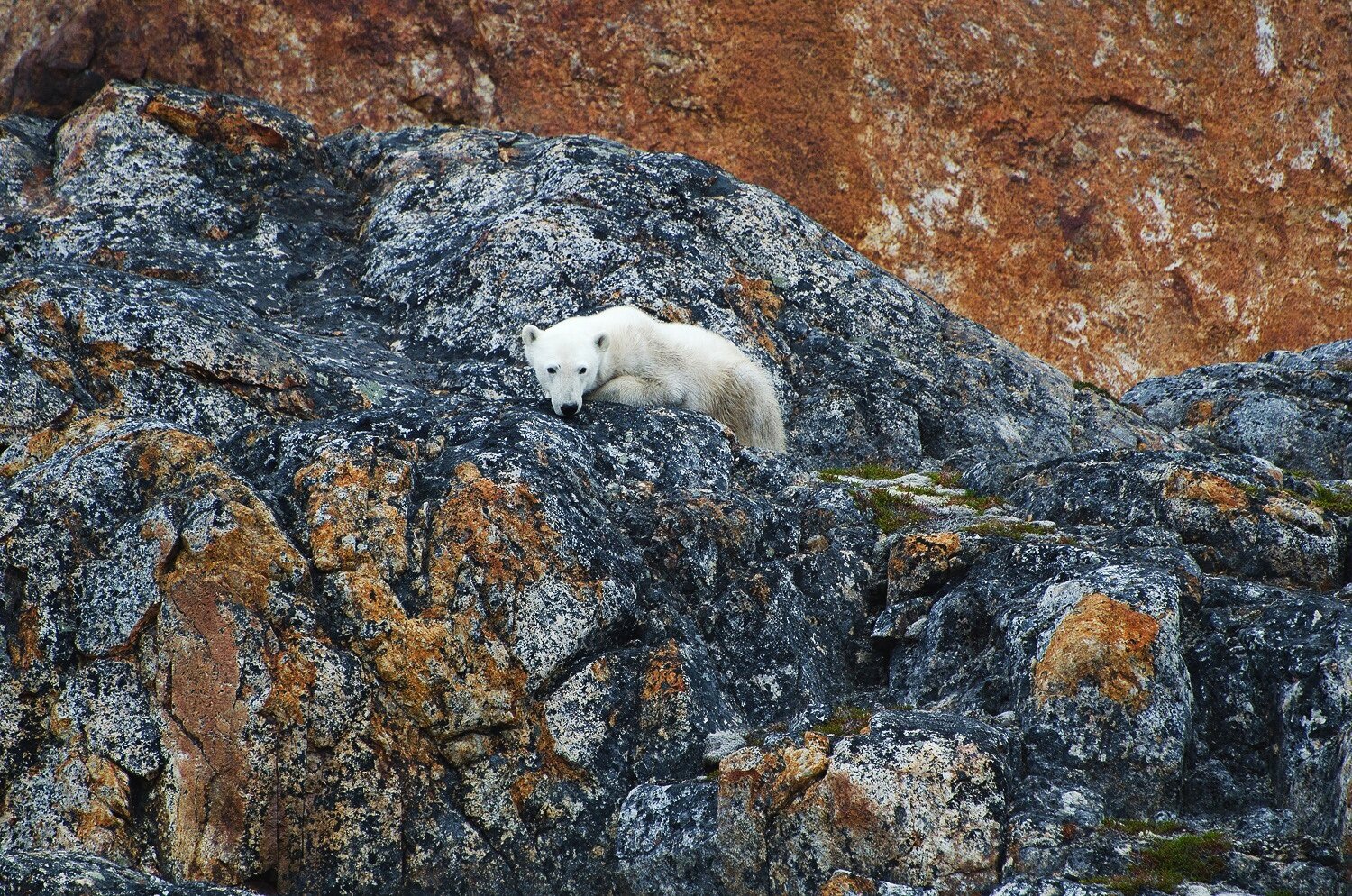 Starving Polar Bear on The Rocks 