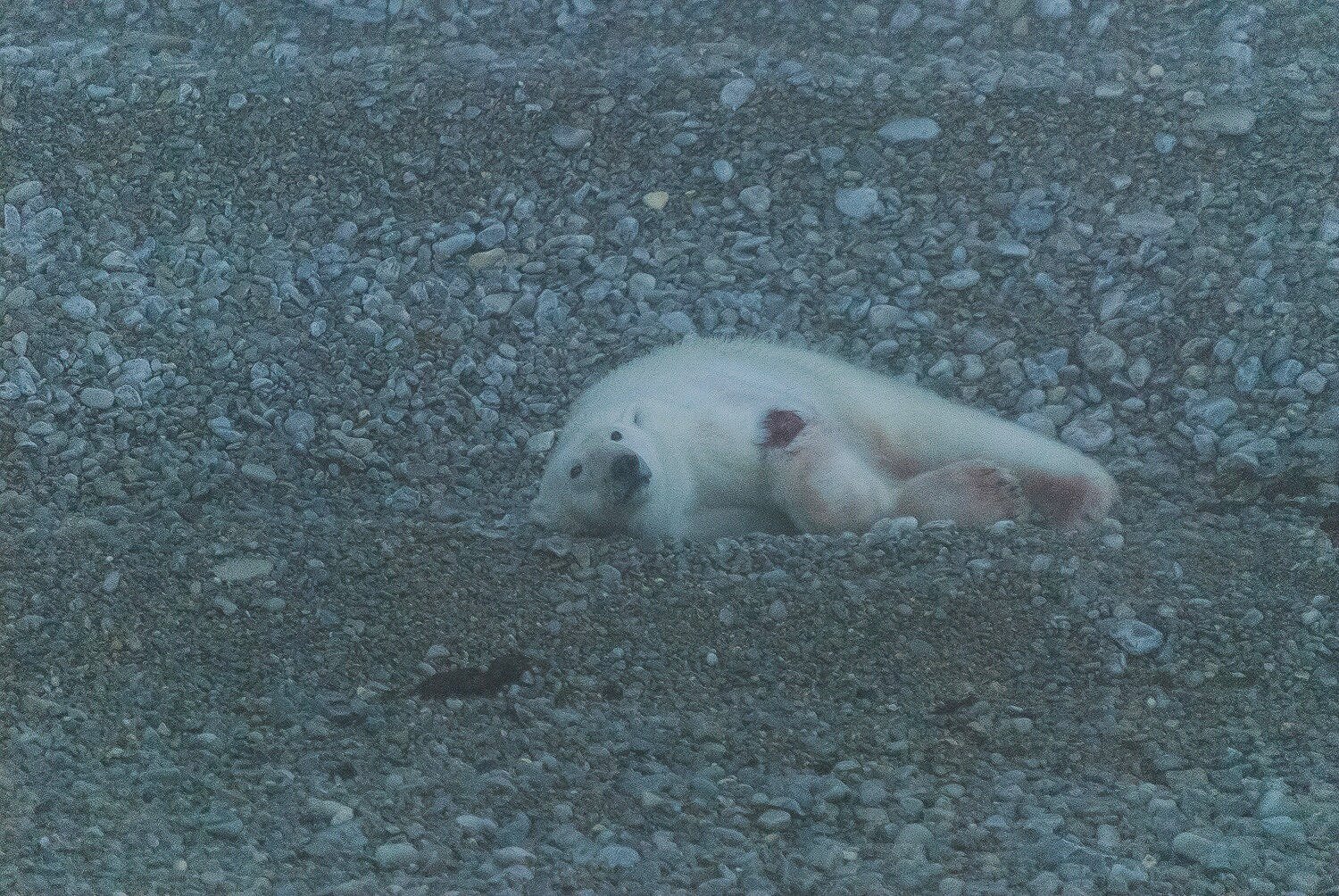 Mortally Wounded Stranded Polar Bear, Killed By Another Polar Bear Due To Food Stress 