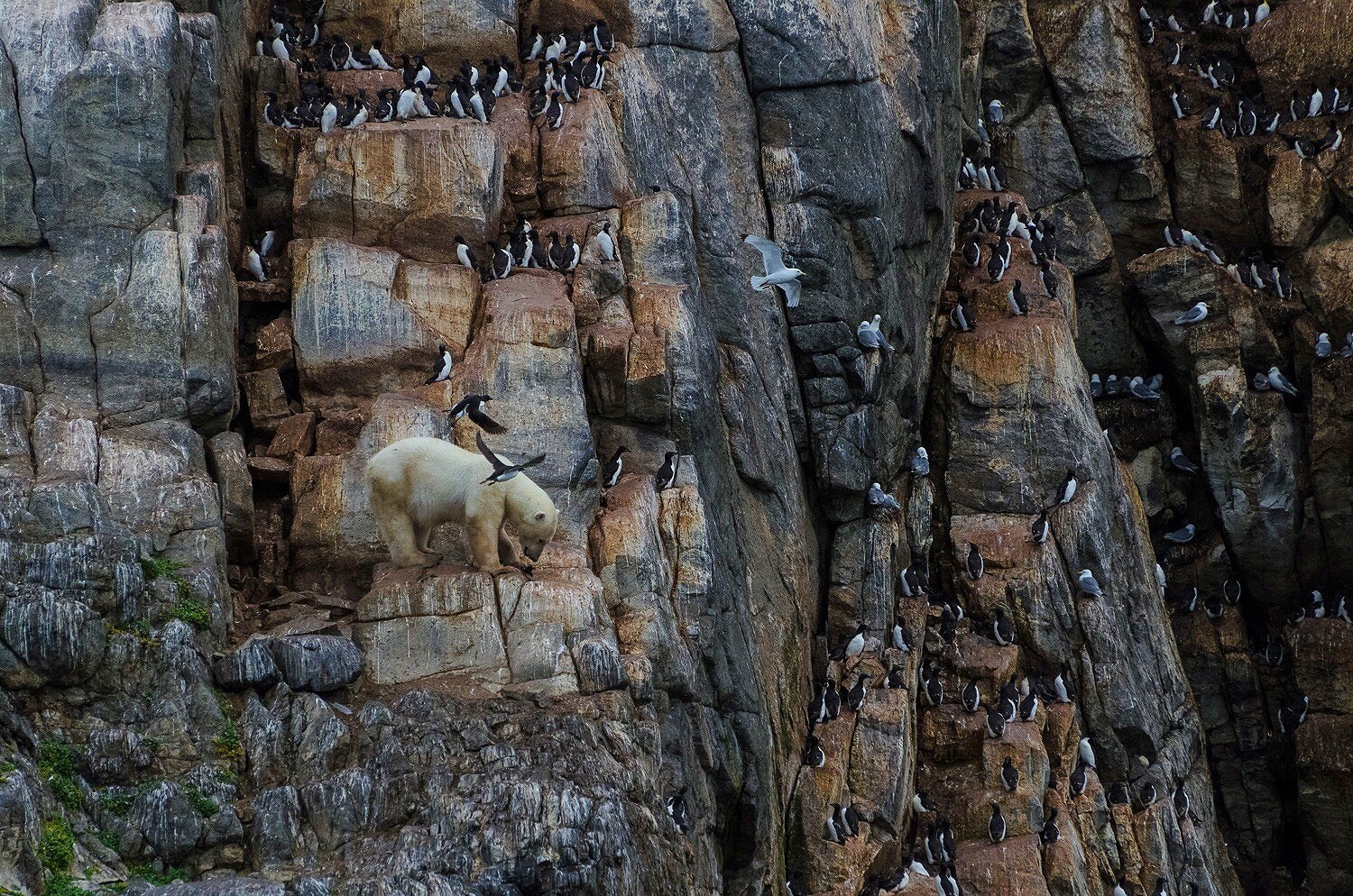 Stranded Polar Bear Surviving on Seabirds Until Ice Forms