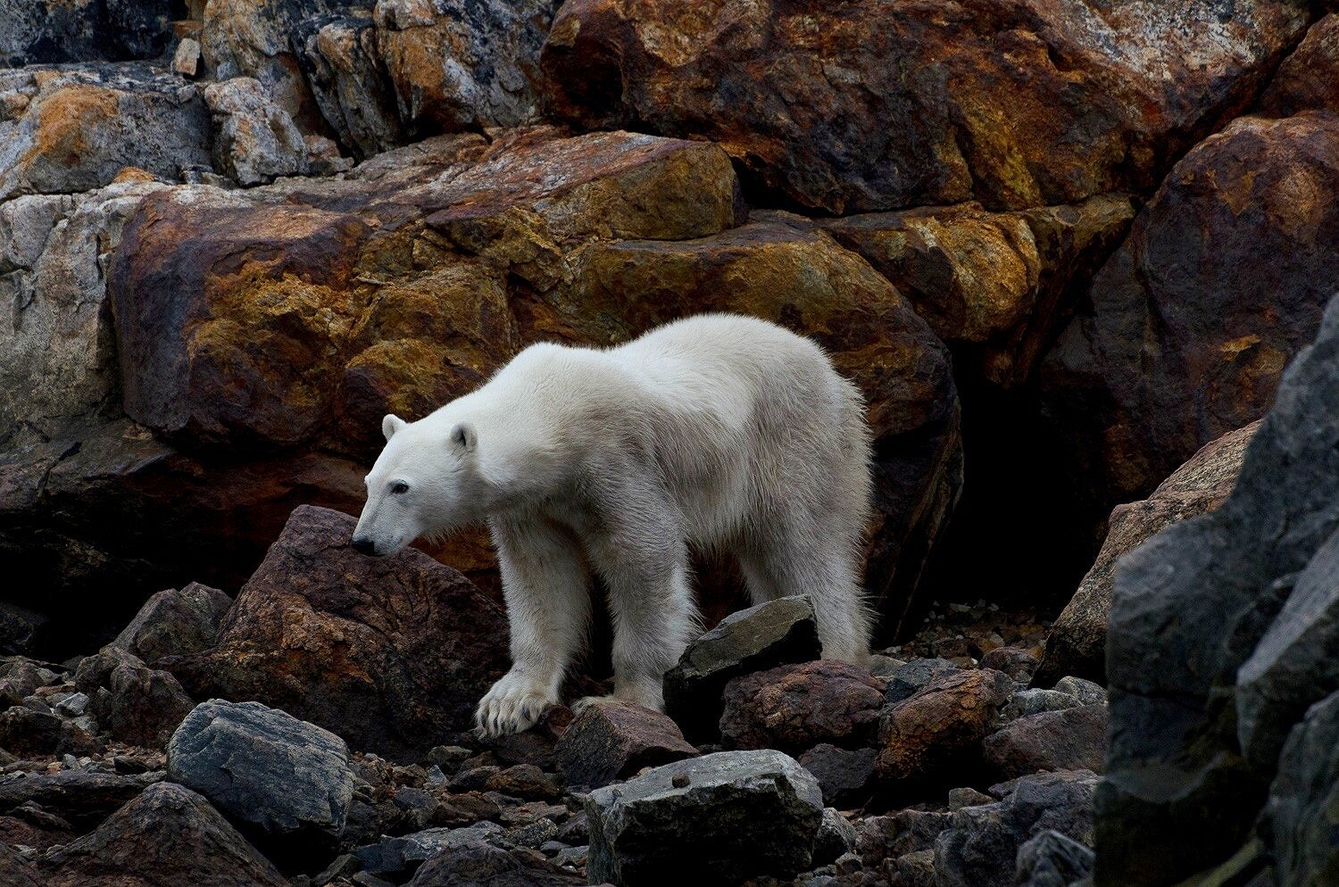 Portrait of a Starving Polar Bear 