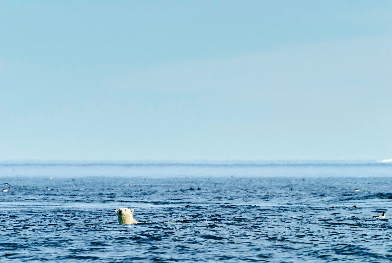 Swimming Polar Bear Spy-Hopping 