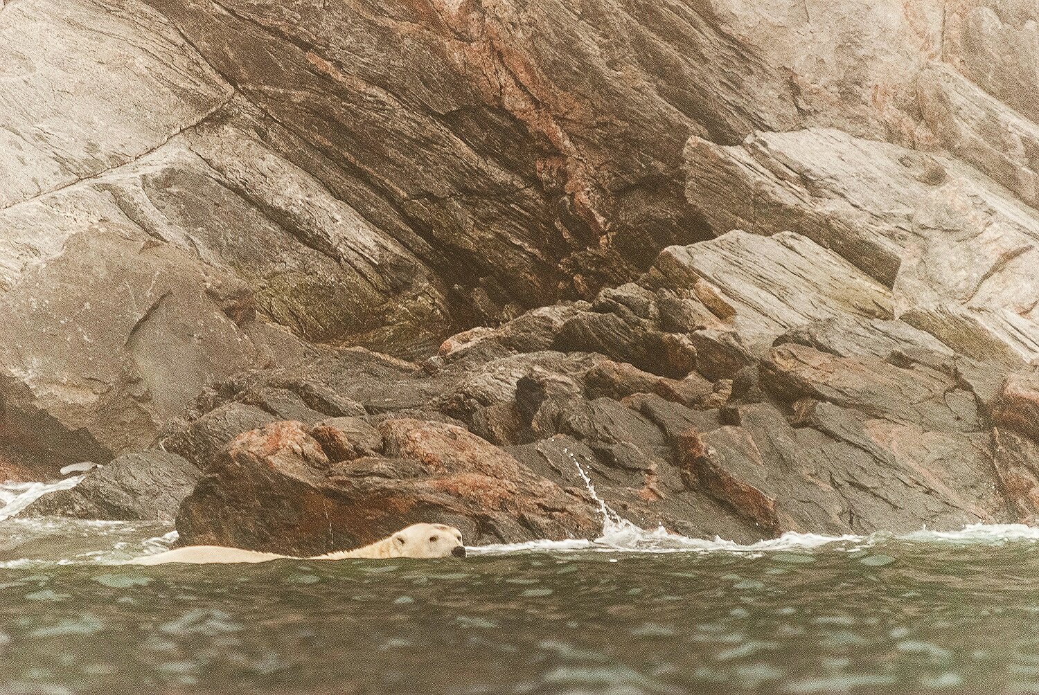 Stranded Polar Bear Swimming Along The Shoreline 