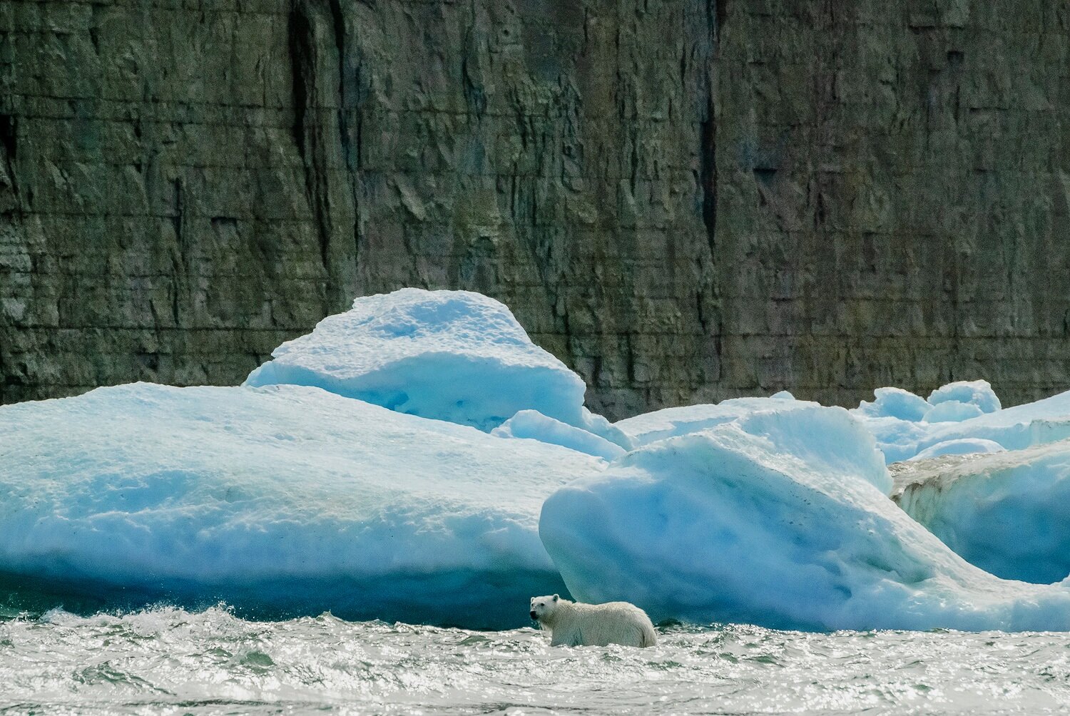 Stranded Polar Bear in the Surf 