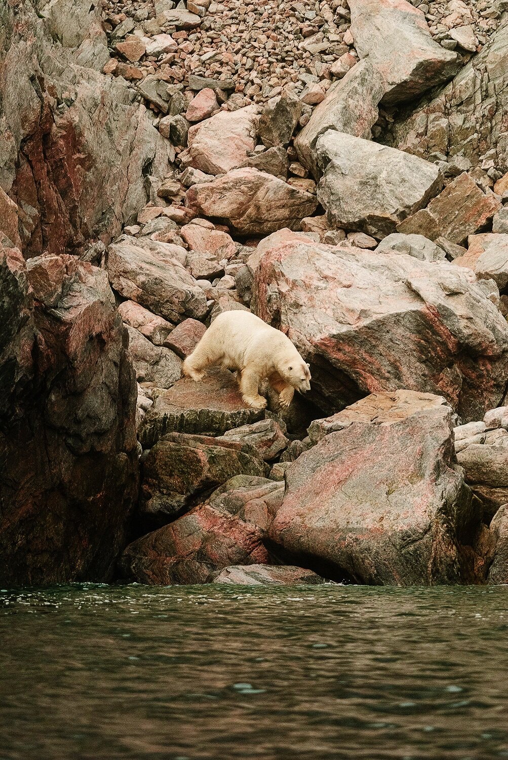 Stranded Polar Bear Entering The Sea 