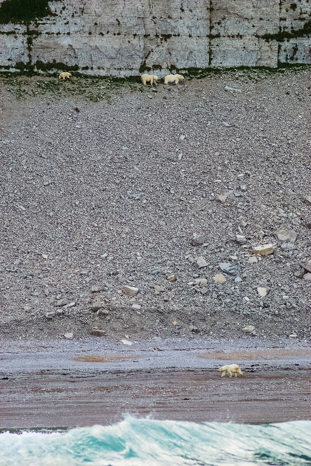 Stranded Female Polar Bears and Cub Avoiding Large Male Bear