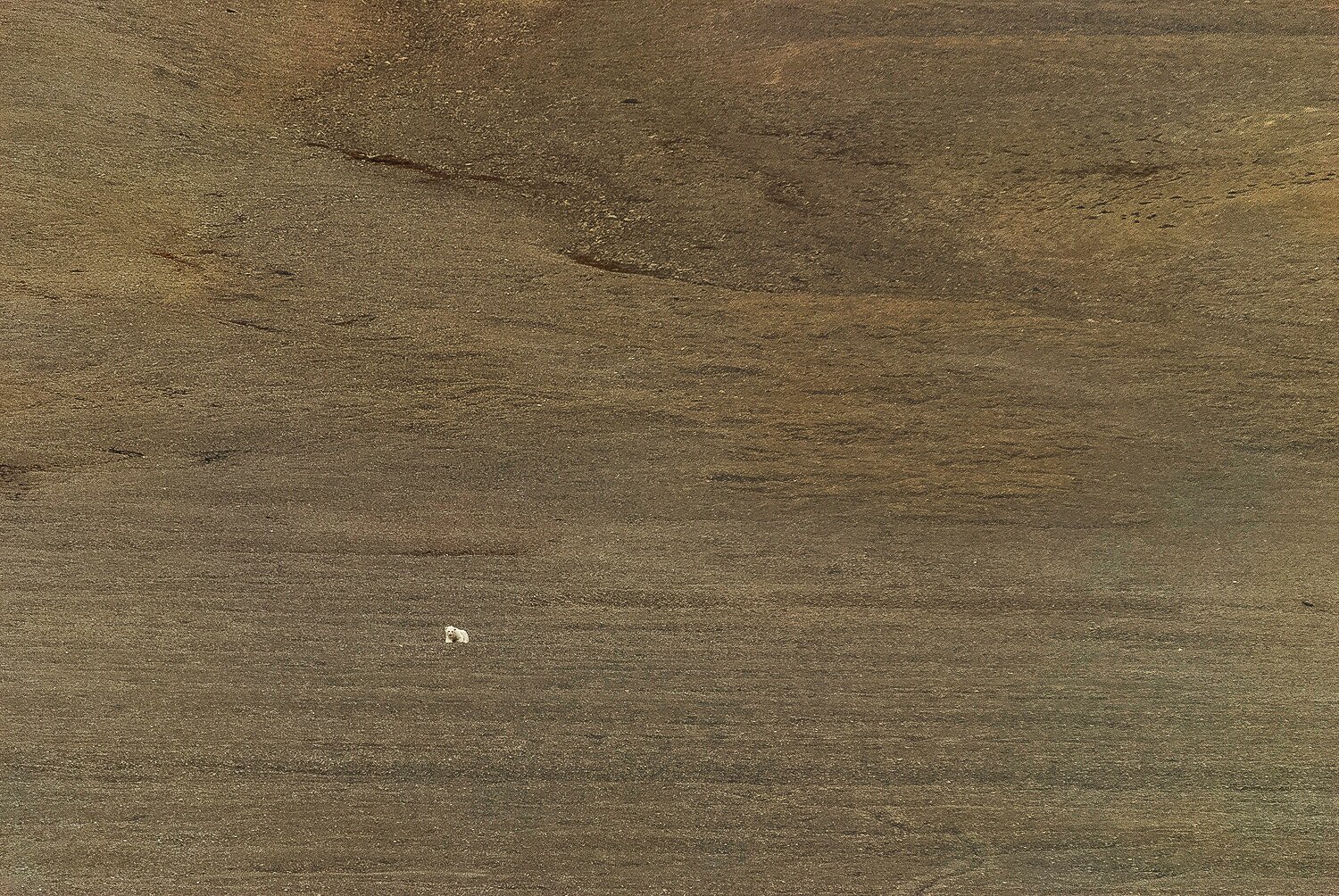 Stranded Polar Bear in the Polar Desert 