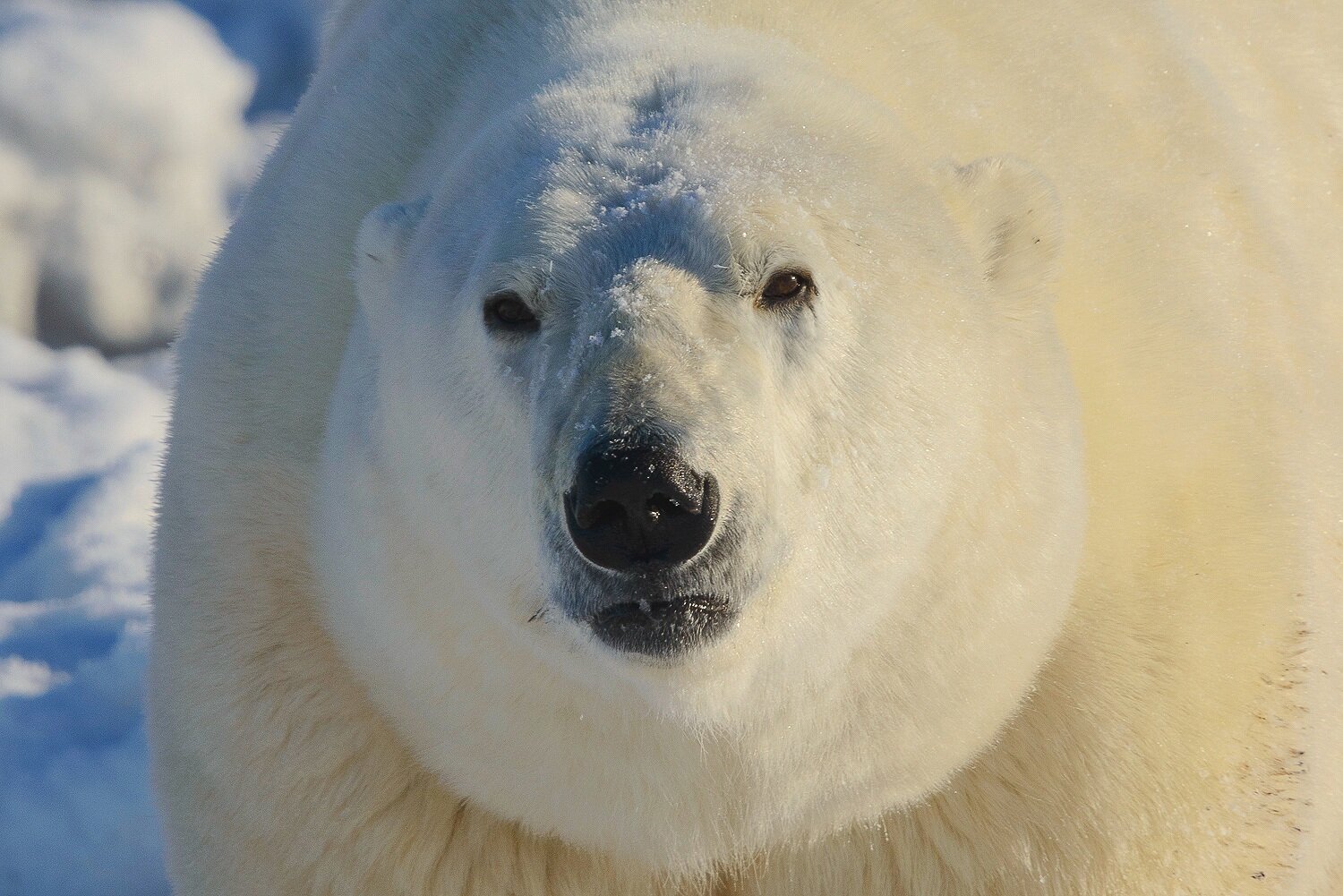 Portrait of a Very Large Polar Bear 