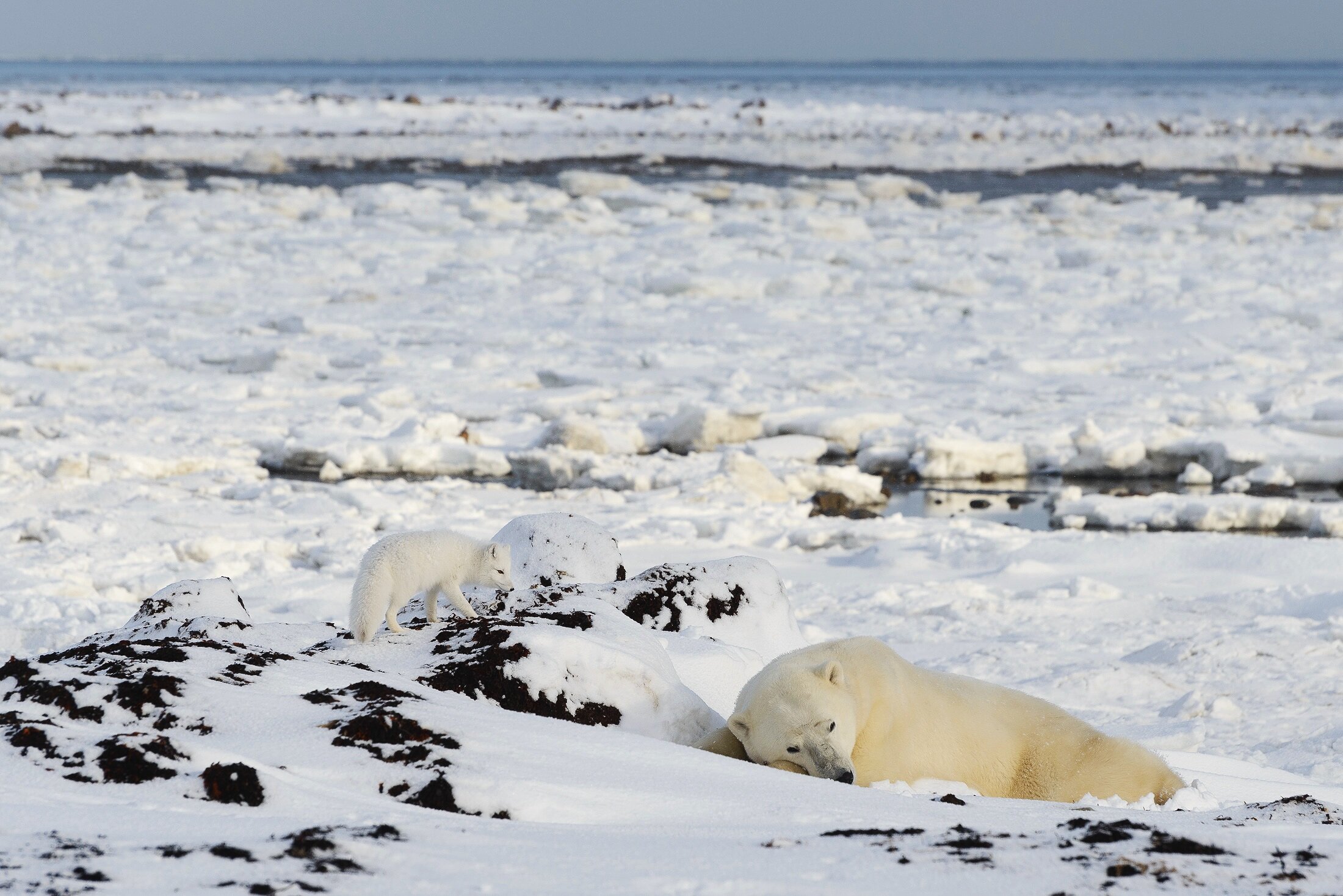 Arctic Fox Sneaking Up on a Sleeping Polar Bear 