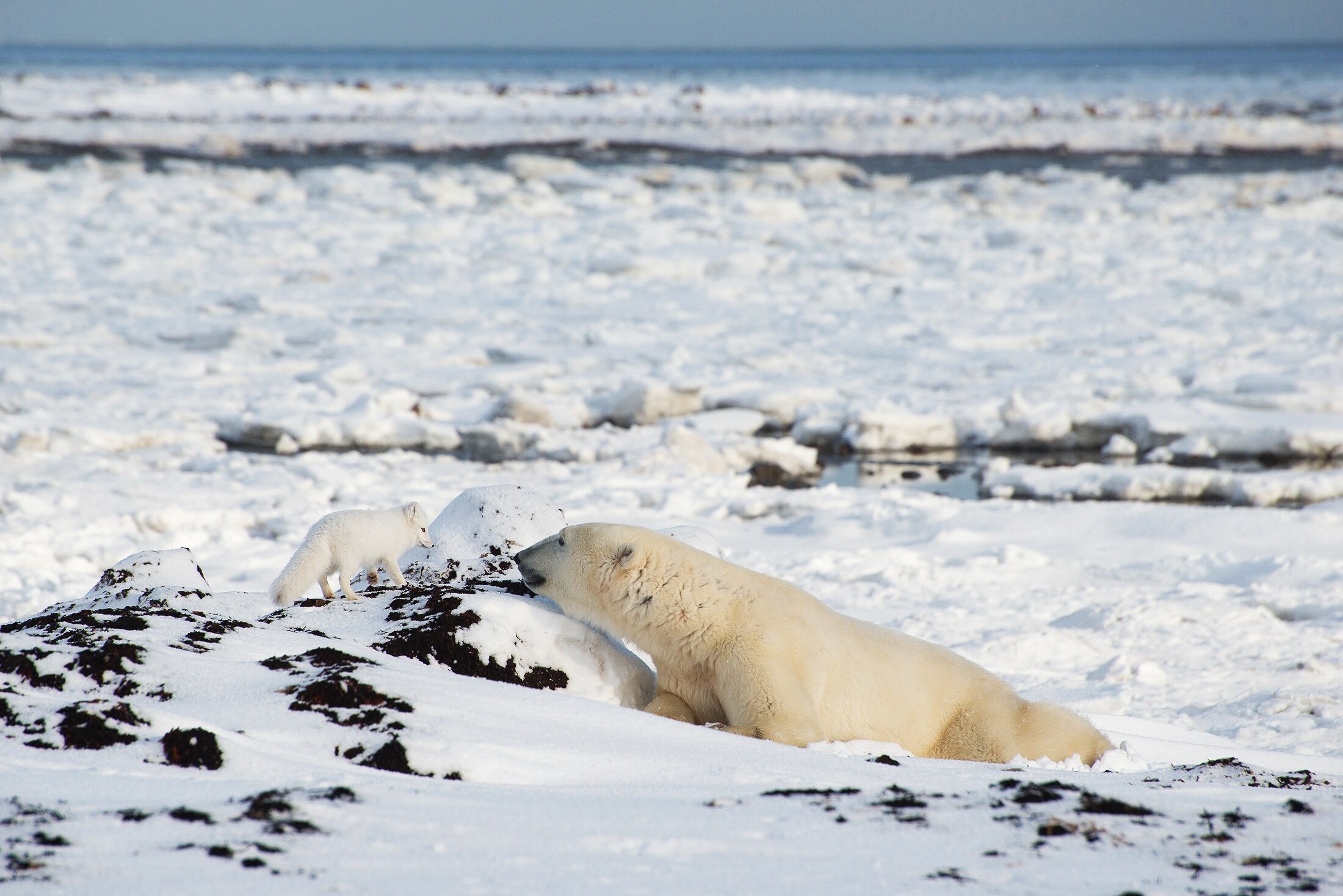 Arctic Fox and Polar Bear, Face-to-Face