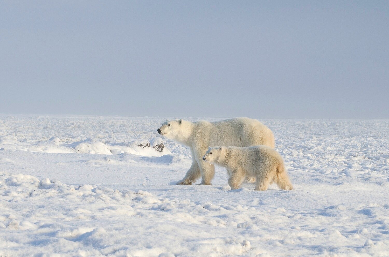 Mother and Cub Polar Bears at the Edge of Hudson Bay