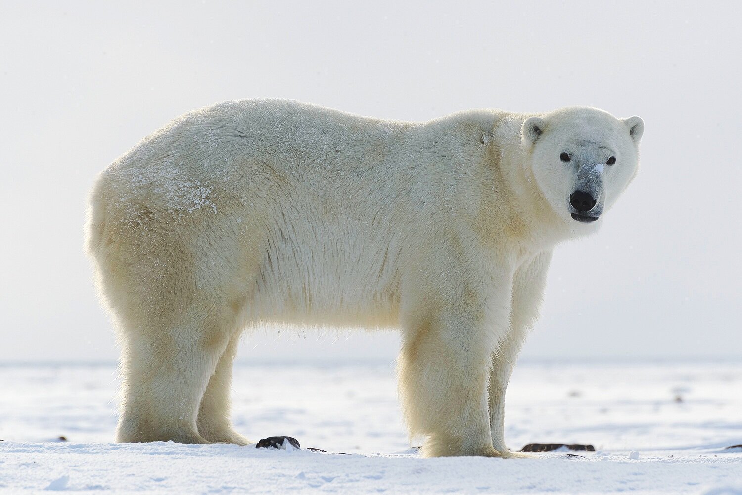 Polar Bear on the Tundra 