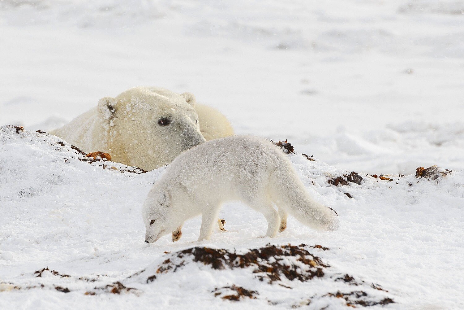 Napping Polar Bear and Arctic Fox