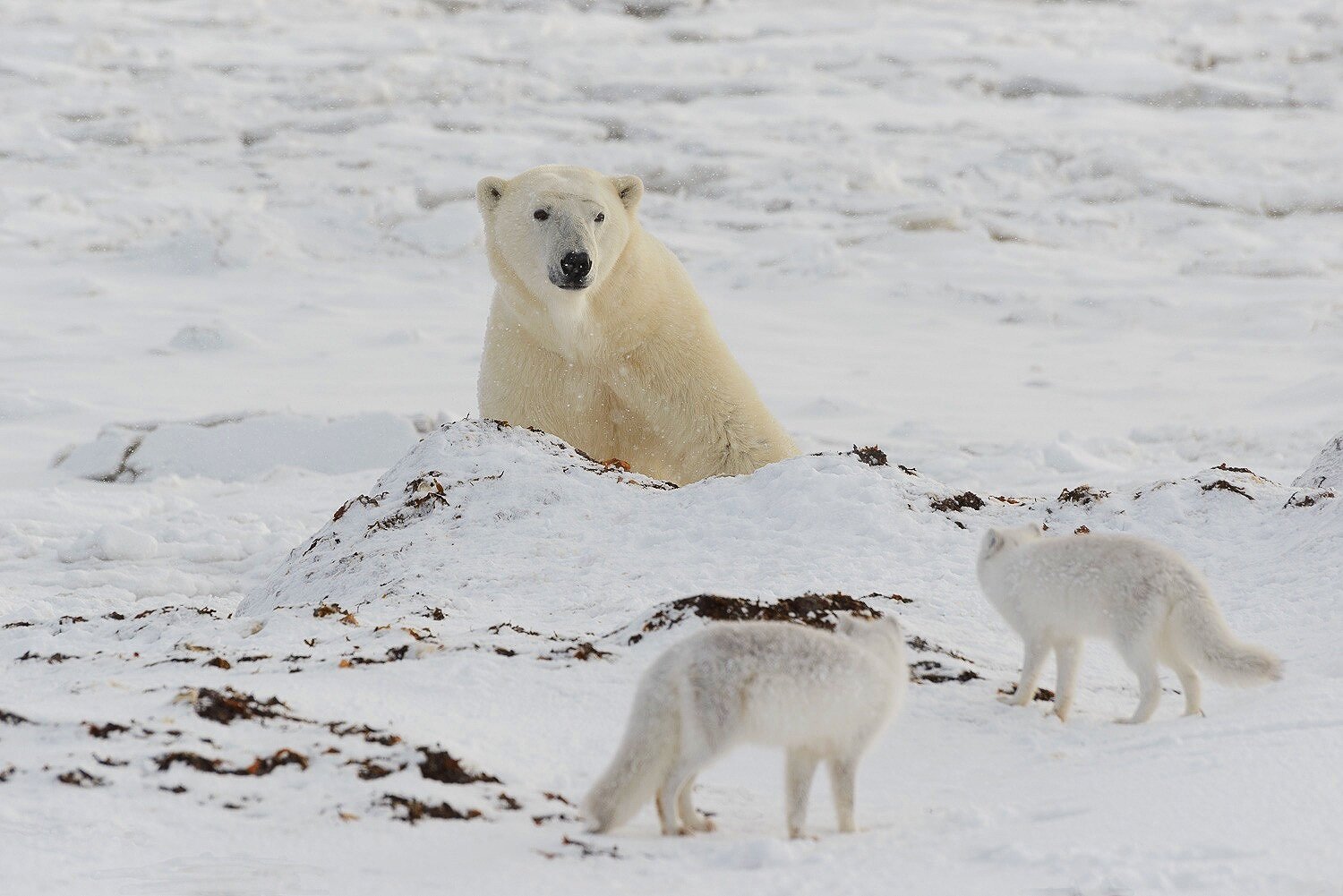 Polar Bear and Arctic Fox 