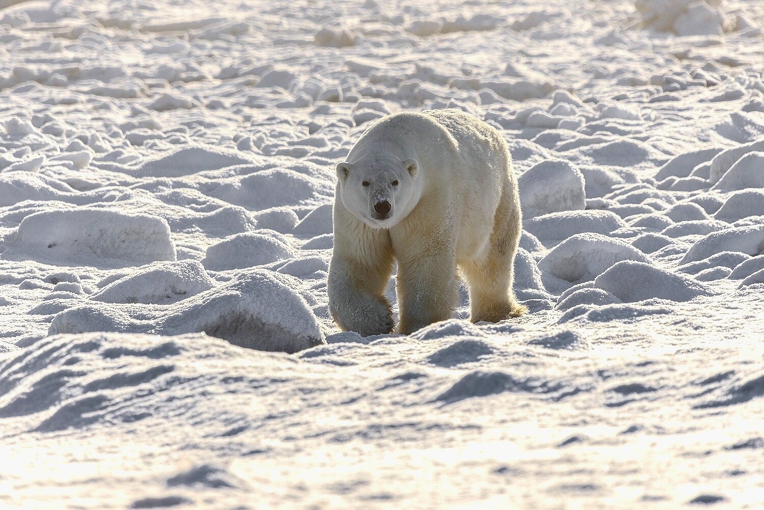 Large Male Polar Bear Approaching at the Edge of Hudson Bay 