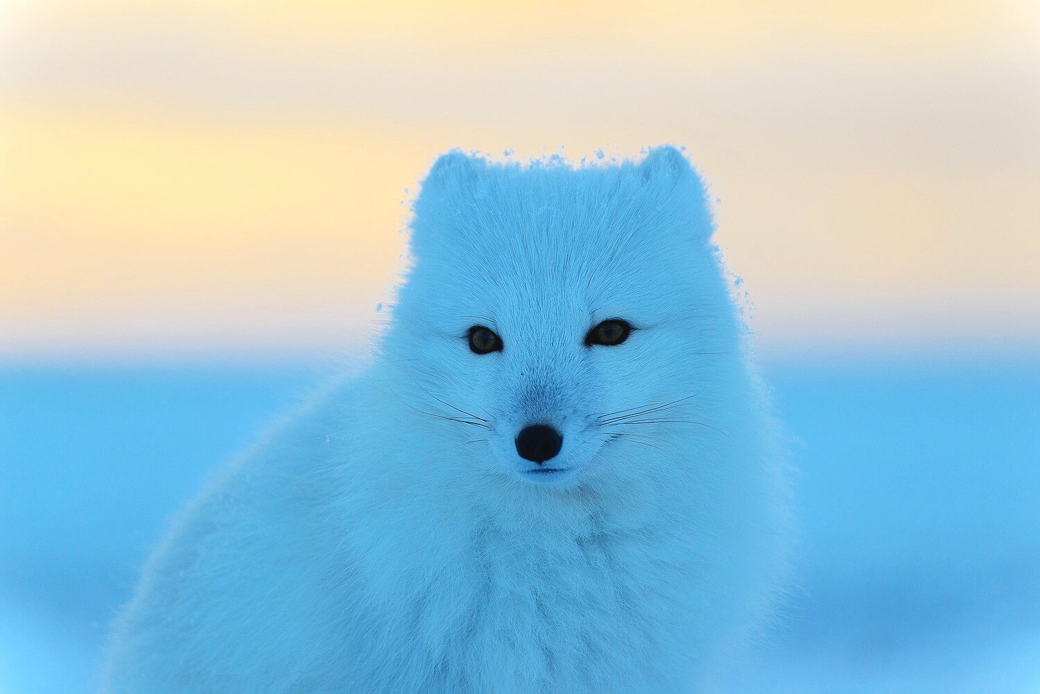 Portrait of an Arctic Fox at Sunset 