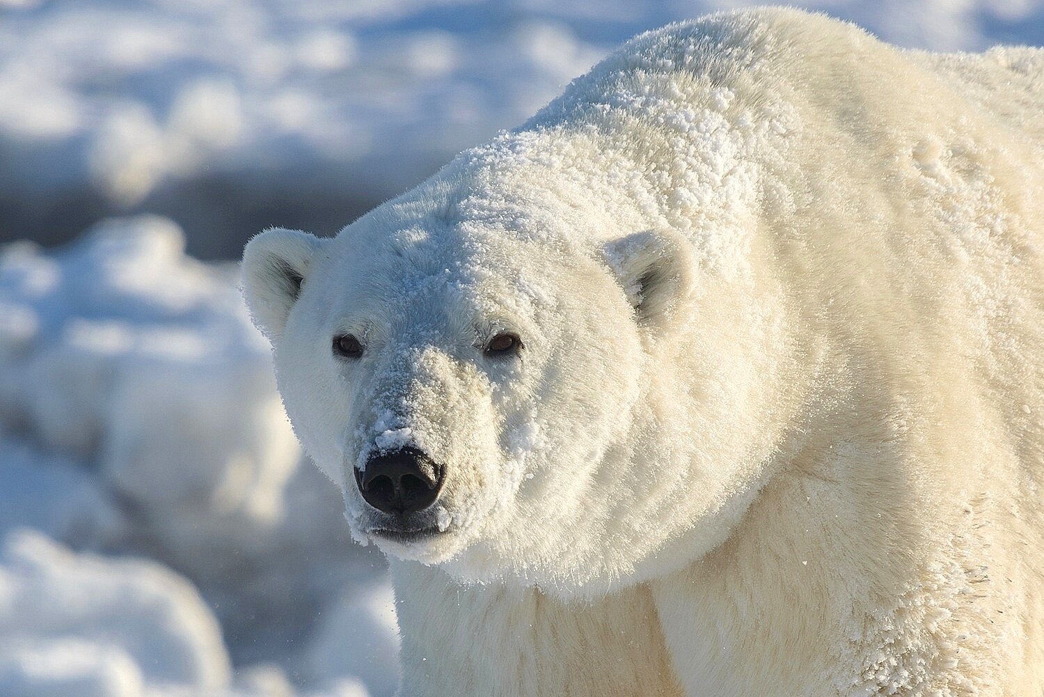 Portrait of a Polar Bear 