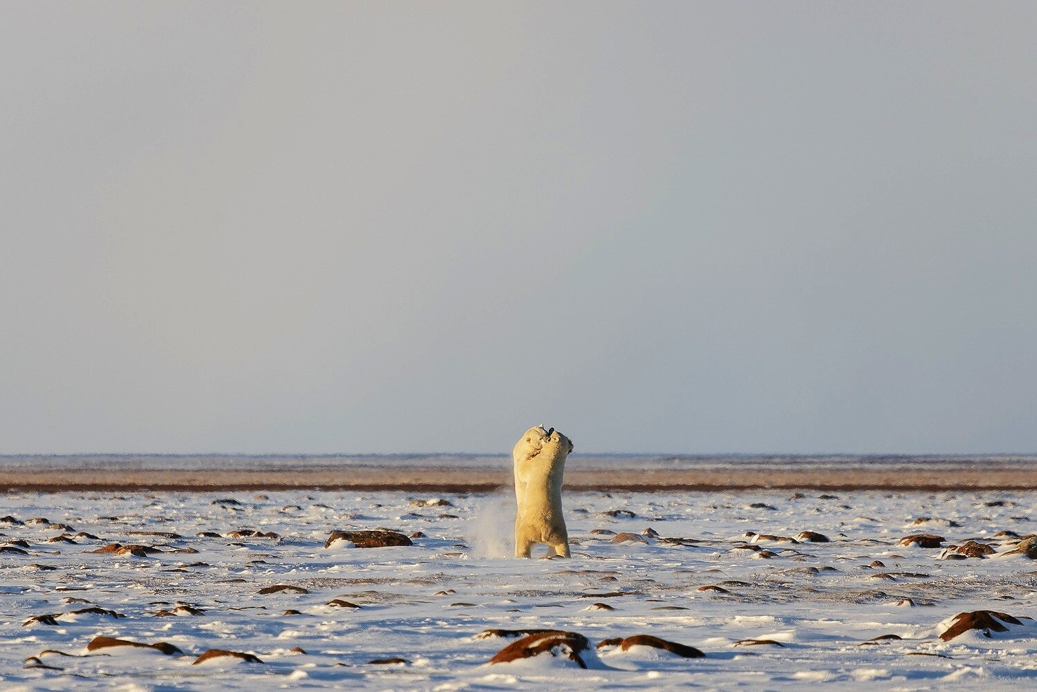 Male Polar Bears Sparring on the Tundra 2