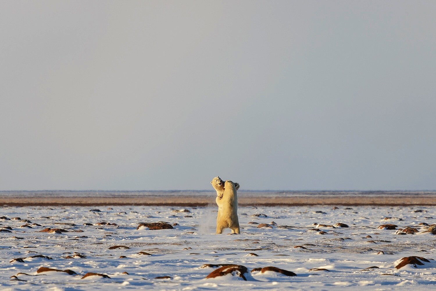 Male Polar Bears Sparring on the Tundra 3 
