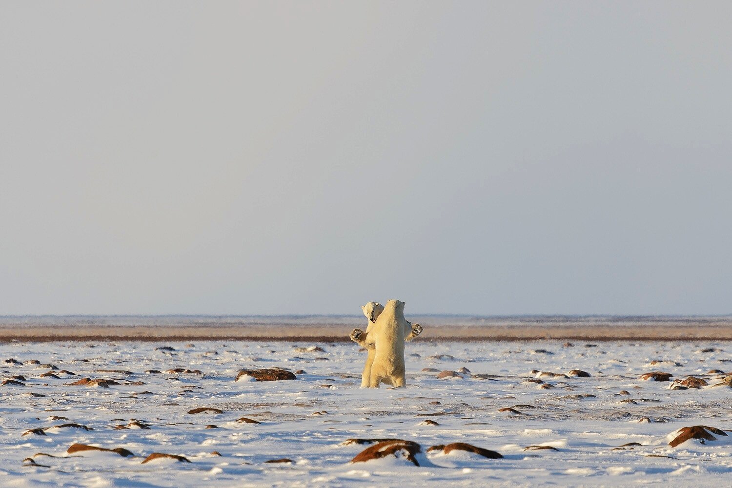 Male Polar Bears Sparring on the Tundra 4 