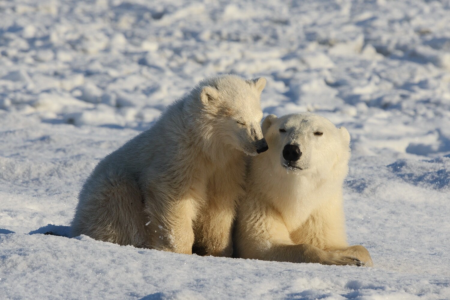 Mother and Cub Polar Bears Relaxing at the Edge of Hudson Bay 2 