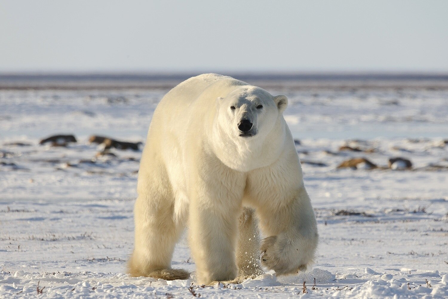 Large Male Polar Bear Up Close